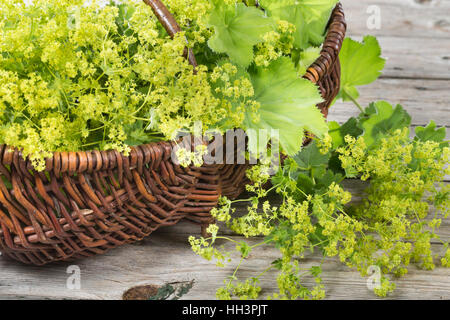 Frauenmantel-Ernte, Ernte, ernten, sammeln von Frauenmantel in einem Korb, Frauenmantel, Alchemilla mollis Stock Photo