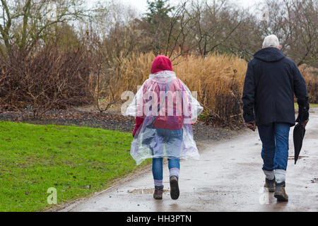 Couple walking in the gardens in the rain at RHS Garden Wisley, Woking, Surrey, England UK in January Stock Photo