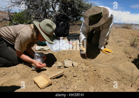 Paleontologists digging dinosaur bone fossils Utah Great Basin desert scientist Stock Photo