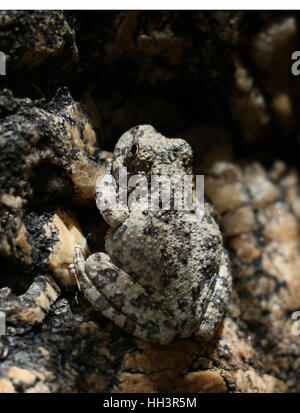 canyon tree frog camouflage on granite rock in Arizona creek Stock Photo