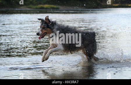 Dog Australian shepherd chasing toy in river, Ohio Little Miami River Stock Photo