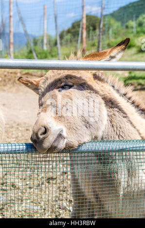 Gray Italian Sardinian Donkey Stock Photo