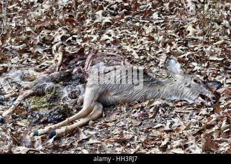 A rotting deer carcass Stock Photo