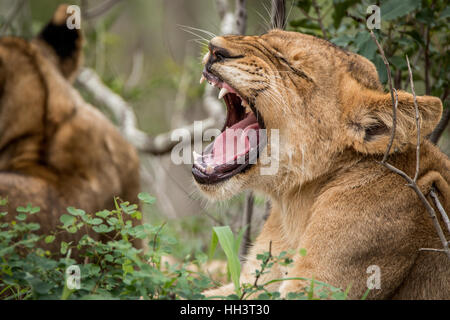 Yawning Lion cub in the Kruger National Park, South Africa. Stock Photo