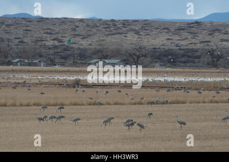Sandhill Cranes, (Grus canadensis), and Snow Geese, (Chen caerulescens), feeding at Ladd S. Gordon Waterfowl Management Area, NM Stock Photo
