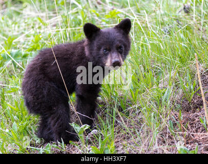 American black bear cub in a forest Stock Photo