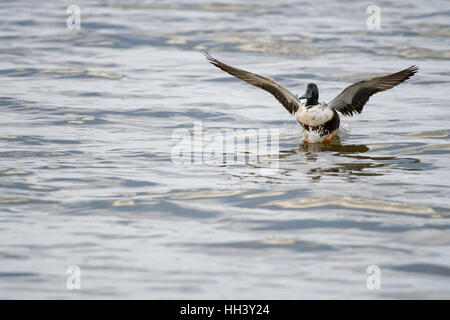 Male Northern Shoveler, (Anas clypeata), landing on water.  Bosque del Apache National Wildlife Refuge, New Mexico, USA. Stock Photo