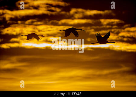 Sandhill Cranes, (Grus canadensis), flying at sunset.  Bosque del Apache National Wildlife Refuge, New Mexico, USA. Stock Photo