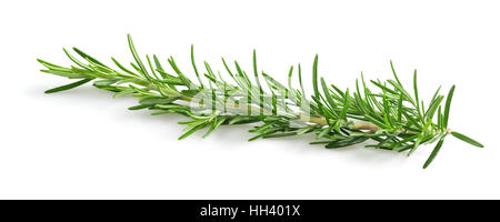 rosemary sprig  isolated on white background Stock Photo