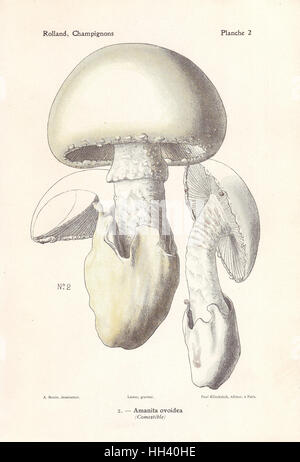 European white egg mushroom, Amanita ovoidea. Chromolithograph by Lassus after an illustration by A. Bessin from Leon Rolland's Guide to Mushrooms from France, Switzerland and Belgium, Atlas des Champignons, Paul Klincksieck, Paris, 1910. Stock Photo