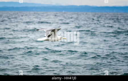 Seagull is flying and soaring in over the sea and waves in the storm Stock Photo