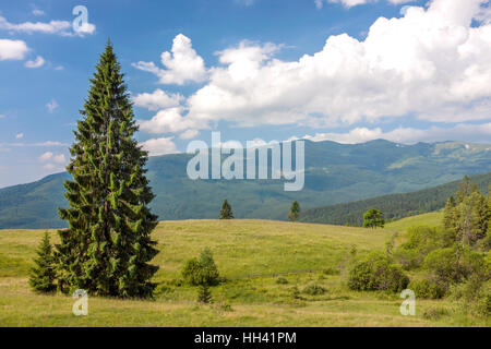 Panorama of Carpathian mountains in summer with lonely pine tree standing in front and puffy clouds and mountain ridges  landscape on background Stock Photo
