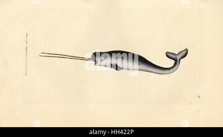 Sea unicorn or narwhal, Monodon monoceros. Rare specimen with double tusks. Handcoloured copperplate engraving by James Sowerby from The British Miscellany, or Coloured figures of new, rare, or little known animal subjects, London, 1804. Stock Photo