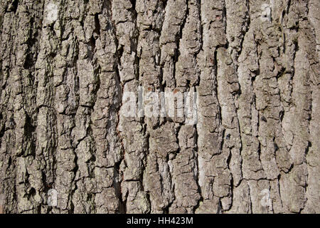 Close up of bark of oak tree Batsford Arboretum UK Stock Photo