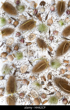 Flower seeds and seed pods pattern Stock Photo