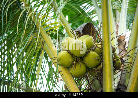 young coconut on the tree Stock Photo