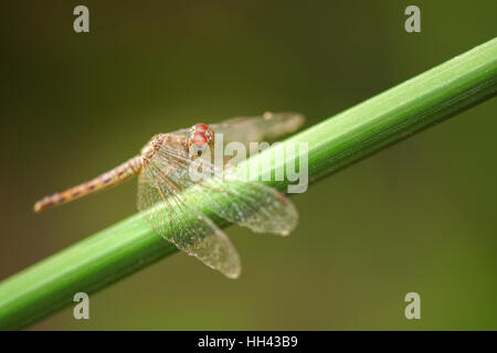 dragonfly perched on branch Stock Photo