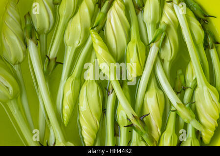 moon flower Ipomoea alba Stock Photo