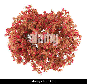 top view of japanese maple tree isolated on white background Stock ...