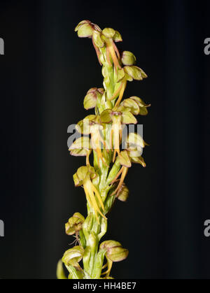 Man Orchid - Orchis anthropophora against black background Stock Photo