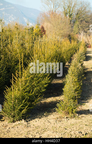 Rows of Christmas Trees at a Christmas tree farm in Bethlehem, New Stock Photo: 309845844 - Alamy