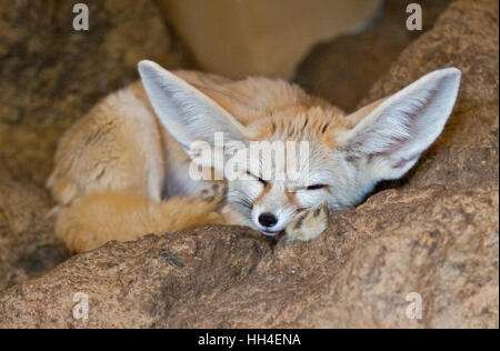 Fennec Fox (vulpes zerda) snoozing Stock Photo
