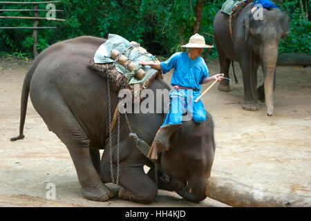 Chiang Dao Elephant Training Center. Chiang Mai province. Thailand. Asia. Stock Photo