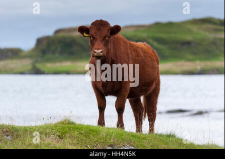 Luing cattle, a British native beef breed, on their home island of Luing on the Scottish West coast, UK. Stock Photo