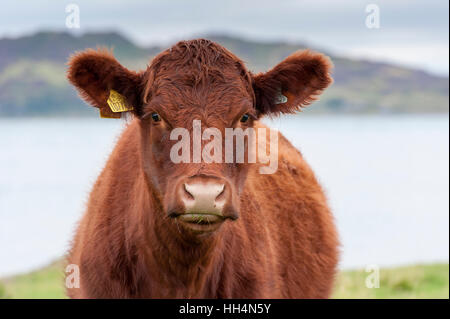 Luing cattle, a British native beef breed, on their home island of Luing on the Scottish West coast, UK. Stock Photo