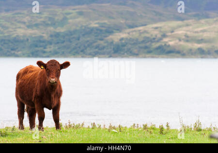 Luing cattle, a British native beef breed, on their home island of Luing on the Scottish West coast, UK. Stock Photo