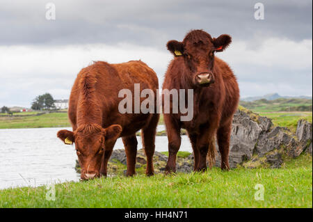 Luing cattle, a British native beef breed, on their home island of Luing on the Scottish West coast, UK. Stock Photo