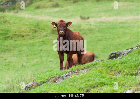 Luing cattle, a British native beef breed, on their home island of Luing on the Scottish West coast, UK. Stock Photo