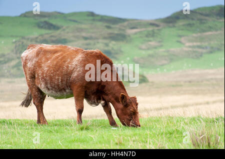 Luing cattle, a British native beef breed, on their home island of Luing on the Scottish West coast, UK. Stock Photo