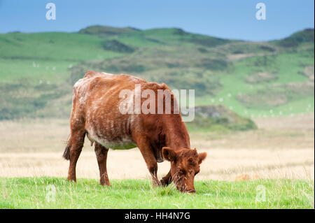 Luing cattle, a British native beef breed, on their home island of Luing on the Scottish West coast, UK. Stock Photo