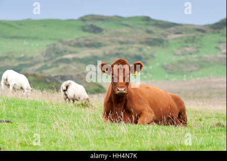 Luing cattle, a British native beef breed, on their home island of Luing on the Scottish West coast, UK. Stock Photo