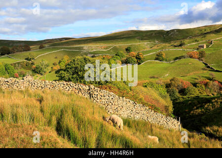 Autumn colours; Askrigg Common; Wensleydale; Yorkshire dales; England; UK