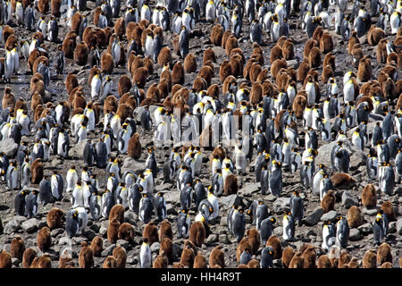 King Penguin Colony #9 Stock Photo