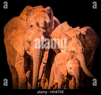 South Africa Moving Elephant Family Portrait in Low Key Monochrome on black background- What a strong team Stock Photo