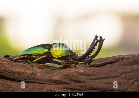 Green Stag Beetle (Lamprima adolphinae) on stump wood Stock Photo