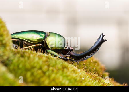 Green Stag Beetle (Lamprima adolphinae) on green moss Stock Photo
