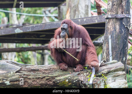 Orangutan sitting on a  branch eating Stock Photo