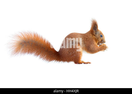 Red squirrel holding a nut isolated on white Stock Photo