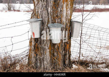 Three buckets hang on a Maple tree collecting sap for the production of Maple syrup in late winter in rural Ontario Canada. Stock Photo