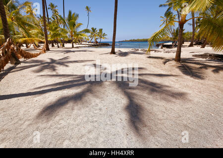 Shadow of Palm Tree on Sand Beach in Hawaii Stock Photo
