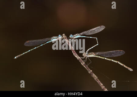 Metallic Ringtail Austrolestes cingulatus damselflies Stock Photo - Alamy