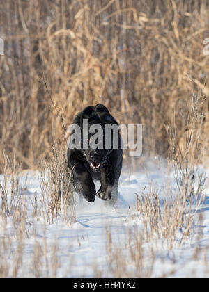 A Black Labrador Retriever running through the fresh snow Stock Photo