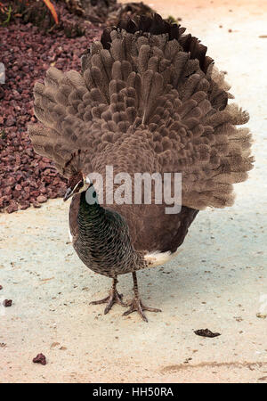 Mating display of a brown and green female peafowl Pavo muticus in a botanical garden Stock Photo