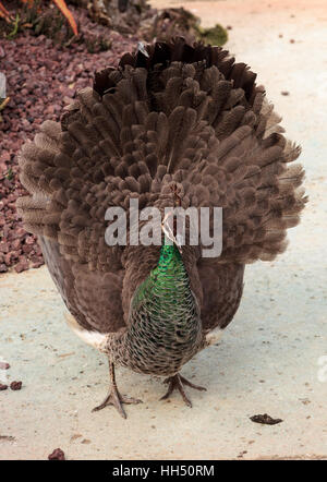 Mating display of a brown and green female peafowl Pavo muticus in a botanical garden Stock Photo