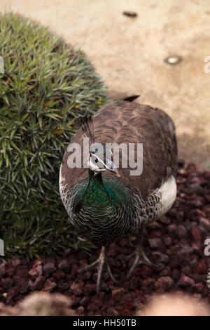 Brown and green female peafowl Pavo muticus at rest in a botanical garden Stock Photo