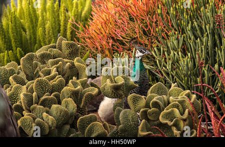 Brown and green female peafowl Pavo muticus at rest in a botanical garden Stock Photo